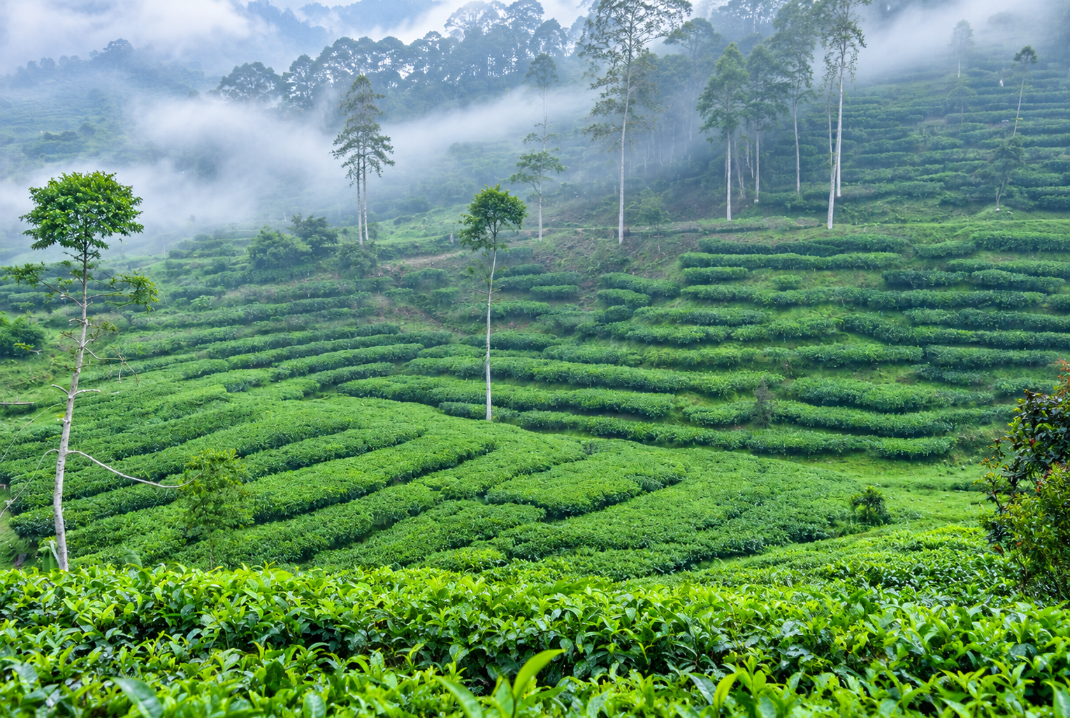 Kebun Teh Pagilaran: Menikmati Sejuknya Pegunungan dan Hamparan Teh yang Memanjakan Mata